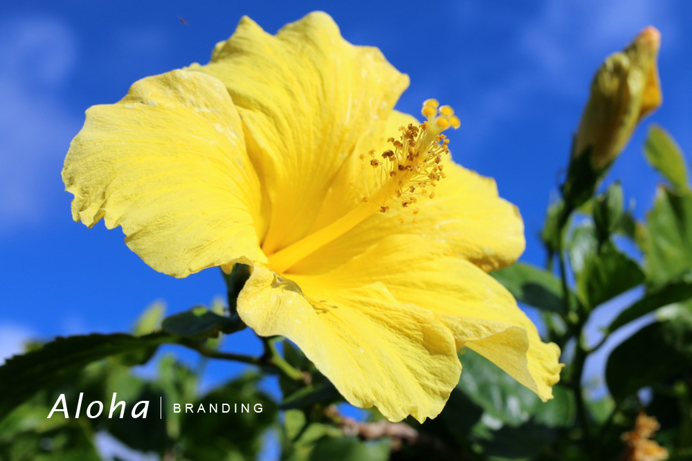 Yellow Hibiscus 青空の向こうに Aloha Branding Inc