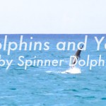 spinner dolphins